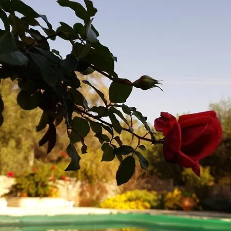 Livadi With Pool Appart hôtel