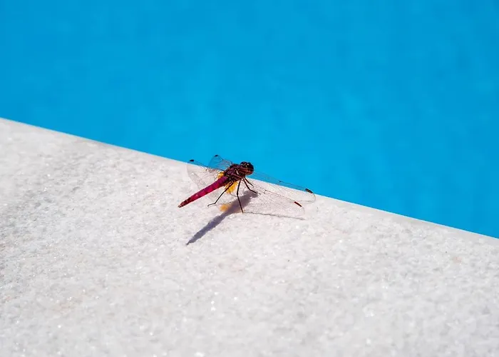 Ξενοδοχείο με διαμερίσματα Livadi With Pool Λάκκα